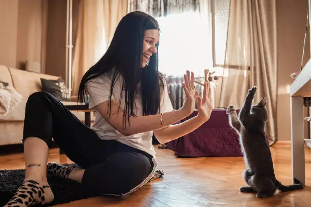 Beautiful young woman playing with her Russian blue cat on the floor of living room. Showing to her cat love and affection