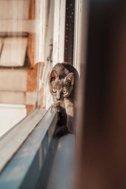 istock A cat can crawl through very narrow places 1285498547