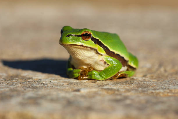 Colorful poses of green frog in nature environment Colorful poses of green frog in nature environment hayvan temaları stock pictures, royalty-free photos & images