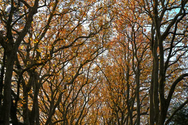 Low-angle view of a majestic walk lined with large plane trees in autumn (Chenonceaux- Loire - France)