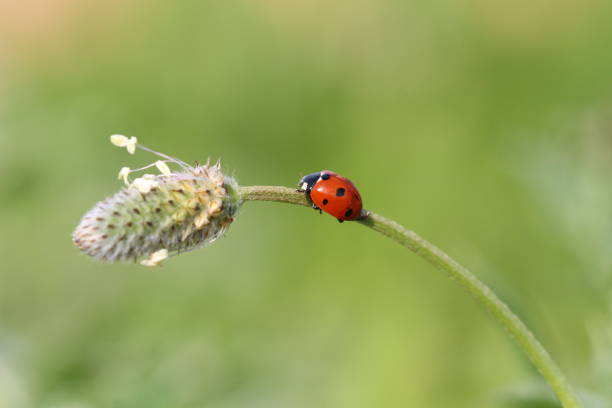 istock Ladybug Colorful Squares in Nature Environment 1285498645