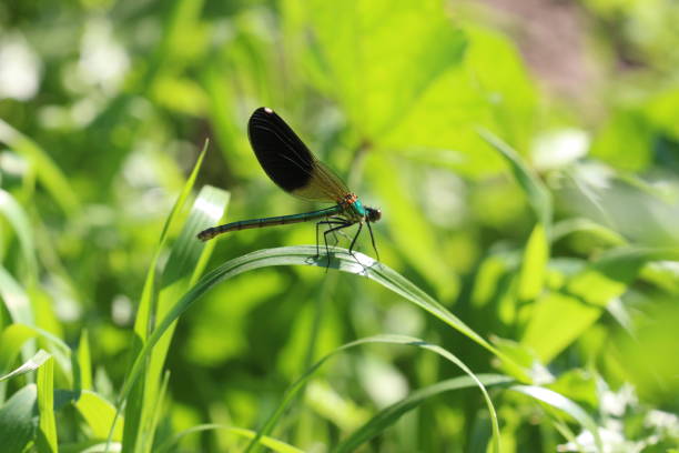 watching the helicopter bug in nature watching the helicopter bug in nature çevre stock pictures, royalty-free photos & images