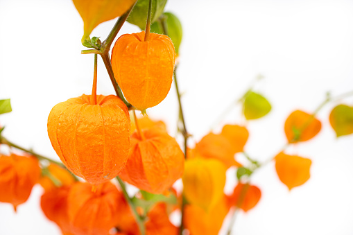 Chinese Lantern Lily