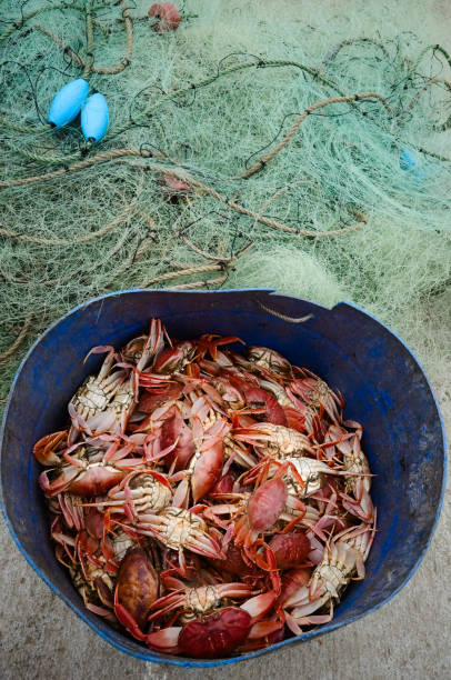 Bucket with red crabs caught in ocean