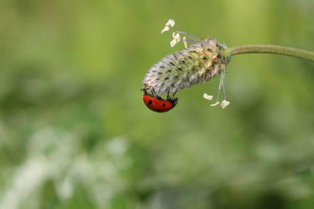 Ladybug Colorful Squares in Nature Environment Ladybug Colorful Squares in Nature Environment çevre stock pictures, royalty-free photos & images