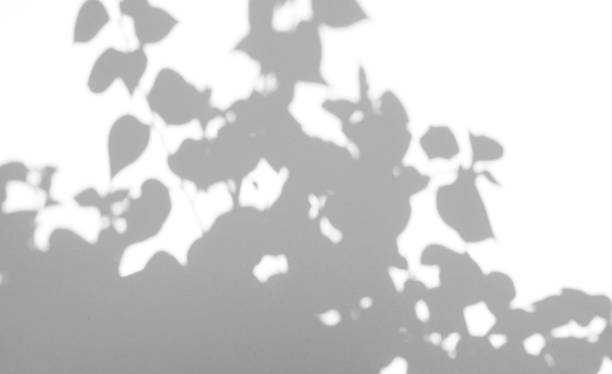 istock Realistic leaves natural shadow overlay on white texture background, for overlay on product presentation, backdrop and mockup, summer seasonal concept 1285499929
