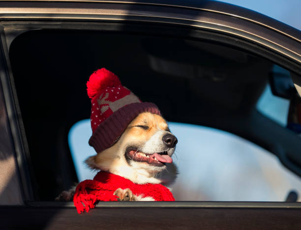 porträt eines schönen corgi hund in einem hellen hut blickaus dem autofenster hübsch - dog eared stock-fotos und bilder