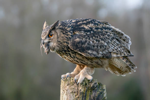 istock Eurasian Eagle owl (Bubo bubo) on a branch eating a mouse. 1285500325