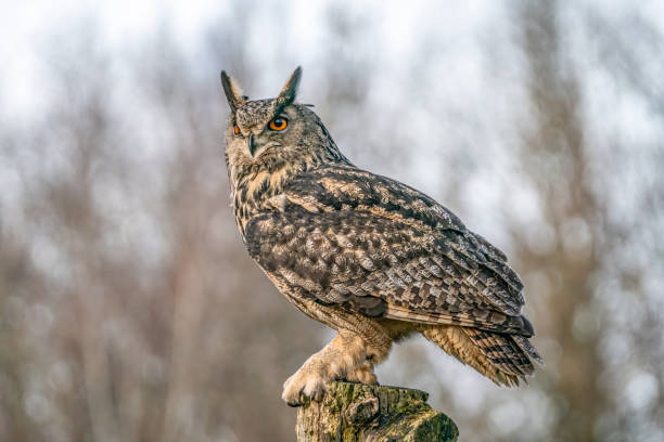 Eurasian Eagle owl (Bubo bubo) on a branch. Eurasian Eagle owl (Bubo bubo) on a branch. Noord Brabant in the Netherlands. eurasian eagle owl stock pictures, royalty-free photos & images