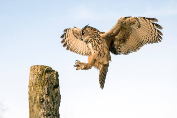 istock Landing of a Eurasian Eagle-Owl (Bubo bubo) on branch. 1285500410