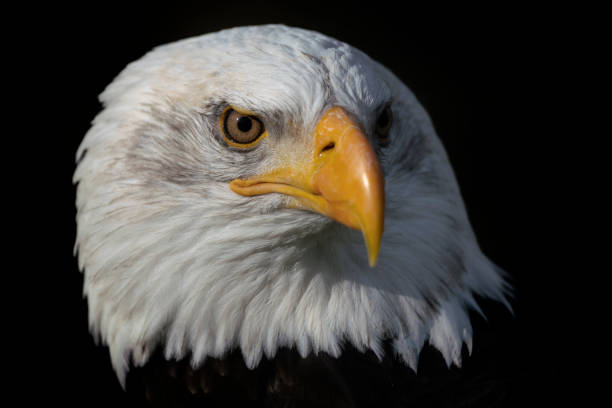 istock Portrait of a majestic bald eagle 1285500422