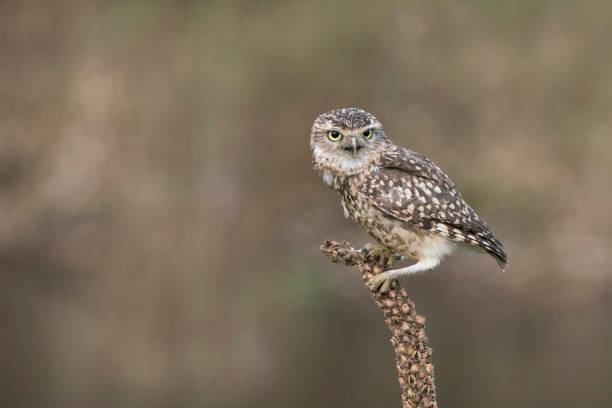 istock Burrowing owl (Athene cunicularia) sitting on a plant. 1285500498