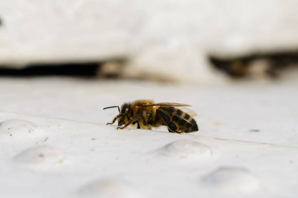 istock Close-up bee on a sunny day. White background. 1285501436