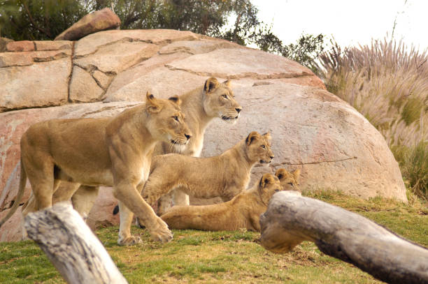 istock Female Lioness group with cubs watching other wildlife 1285501451