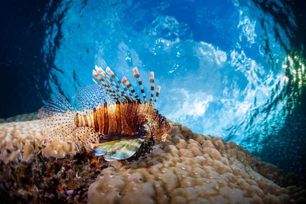 istock Lionfish rests on the coral 1285501547