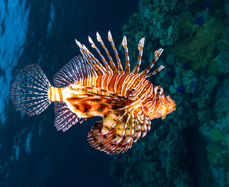 Lionfish swims around the reef in a search of prey