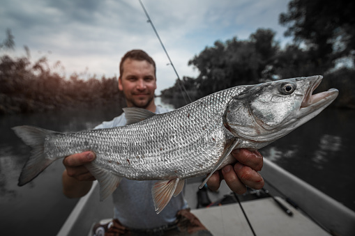 Angler holds big Asp fish and smiles