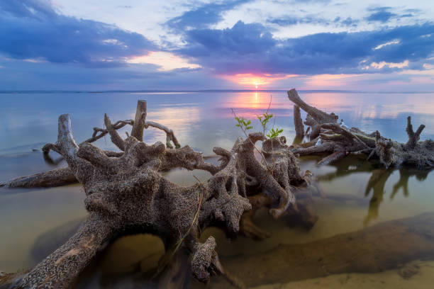 lever de soleil sur l’eau - driftwood wood water sunrise photos et images de collection