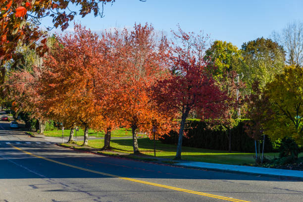 istock Seatac Autumn Street 8 1285506100