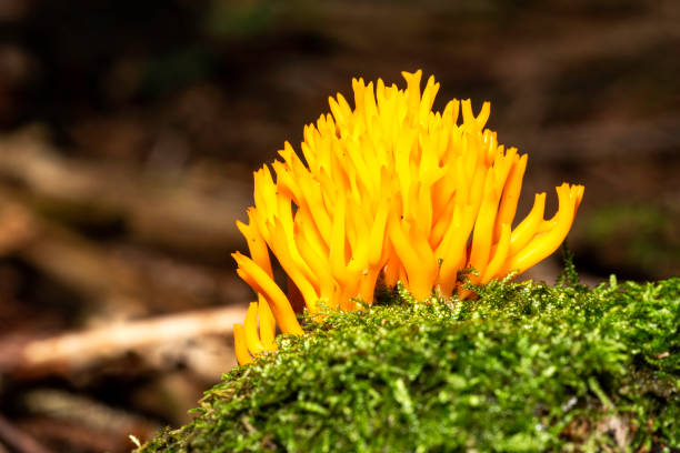 istock mushroom - yellow stagshorn Calocera viscosa 1285506233