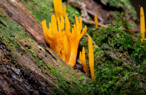 istock mushroom - yellow stagshorn Calocera viscosa 1285506237
