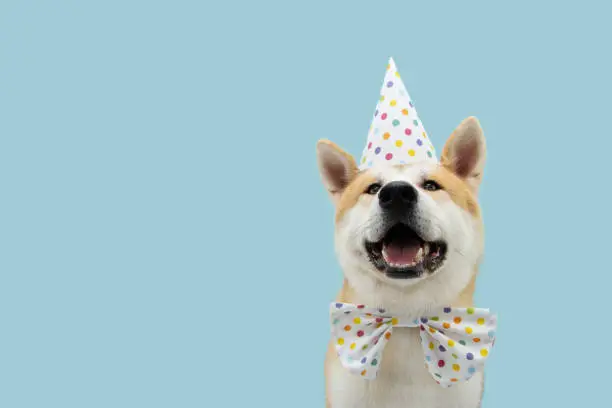 Photo of Happy akita dog celebrating birthday or carnival wearing party hat and bowtie. Isolated on blue colored background.