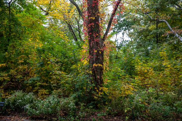 les feuilles gisaient sur l’herbe le long d’un chemin dans le ramble à l’intérieur de central park, new york city - ramble photos et images de collection