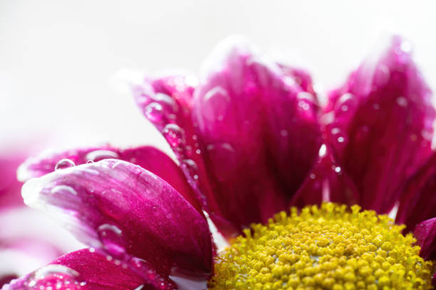 Chrysanthemum close-up with drops of water on the petals.
