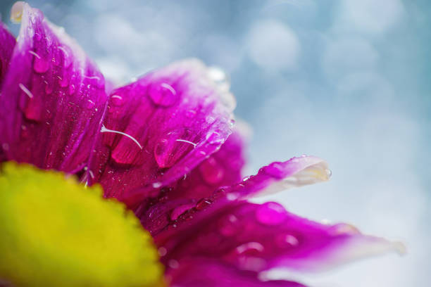 Chrysanthemum close-up with drops of water on the petals.