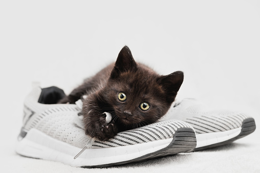 Portrait of a dark-colored kitten sitting on a shoe look into the camera.