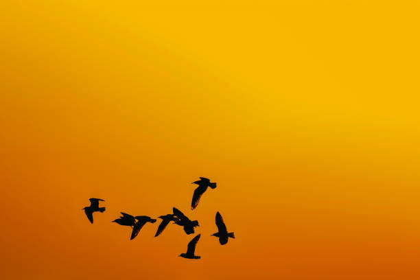 istock shadow of flock birds seagulls flying on sunset background. Orange sky. 1285509850