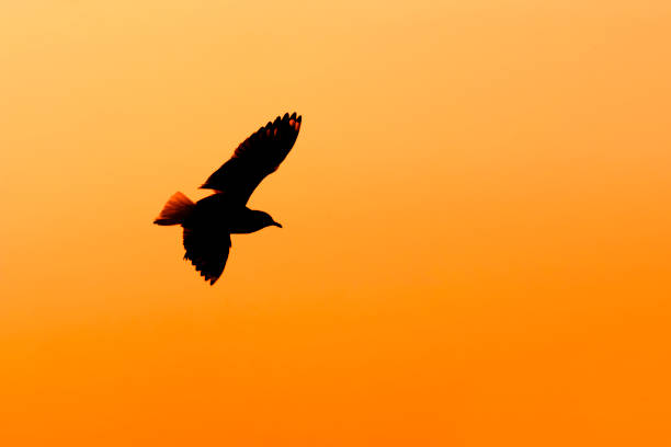 shadow of a bird seagull flying on sunset background