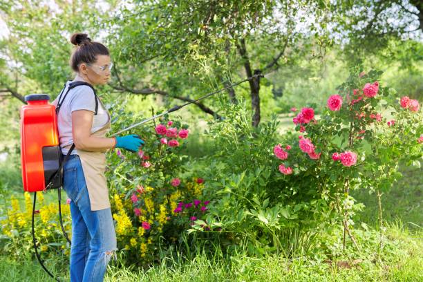 Woman in backyard garden with pressure sprayer backpack protecting plant rose Woman in backyard garden with pressure sprayer backpack protecting plant rose bushes against pests and fungal diseases backpack sprayer stock pictures, royalty-free photos & images