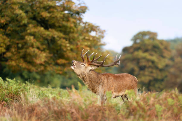 istock Red Deer calling during rutting season in autumn 1285513203