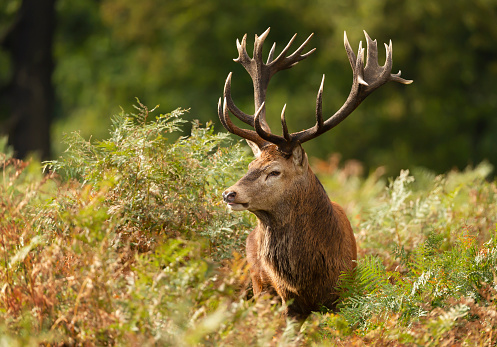 Close up of a Red Deer during rutting season in autumn, UK.