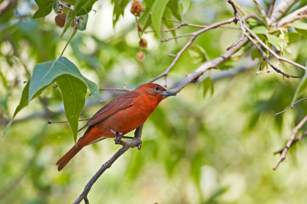 A Male Hepatic Tanager, Piranga flava, perched in tree