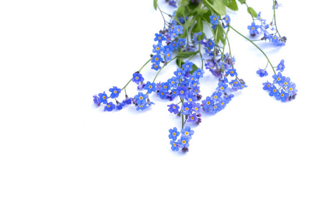 istock Forget-me-not flowers om white background. 1285515604