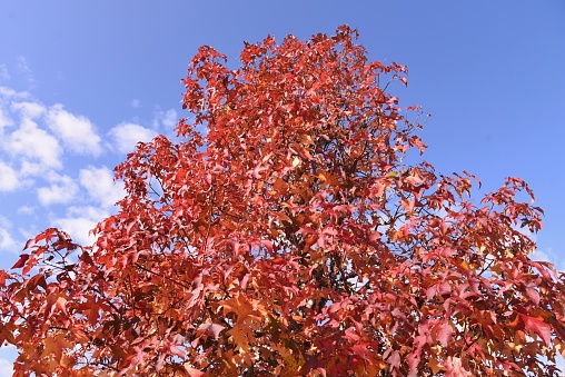 American sweetgum autumn leaves / Altingiaceae deciduous tree