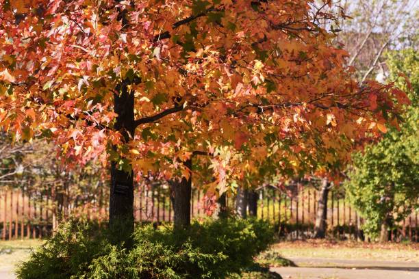 amerikanische süßgummi herbstblätter - amerikanischer amberbaum stock-fotos und bilder