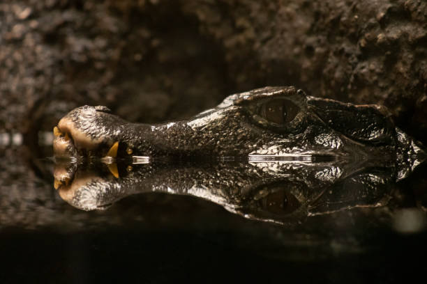 голова крокодила, отражающаяся на поверхности воды - living organism process horizontal close up underwater стоковые фото и изображения