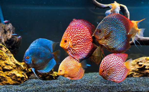 Colorful fish from the spieces Symphysodon discus in aquarium. Colorful fish from the spieces Symphysodon discus in aquarium. Closeup of adult fish discus fish symphysodon stock pictures, royalty-free photos & images