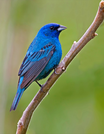 A Vertical of male Indigo Bunting, Passerina cyanea