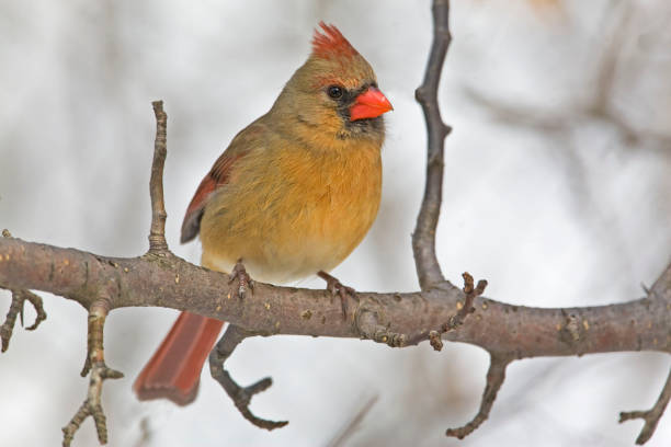 istock Female Northern Cardinal, Cardinalis cardinalis, perched 1285516858