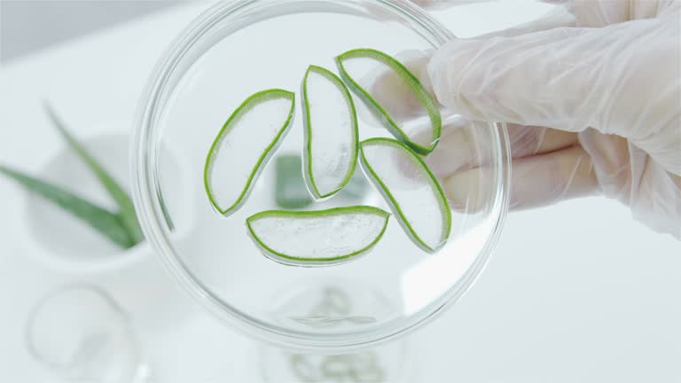 Aloe leaf is cut into thin slices in a glass petri dish.