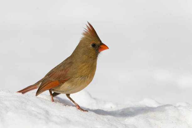 istock Female Northern Cardinal, Cardinalis cardinalis, in snow 1285516895