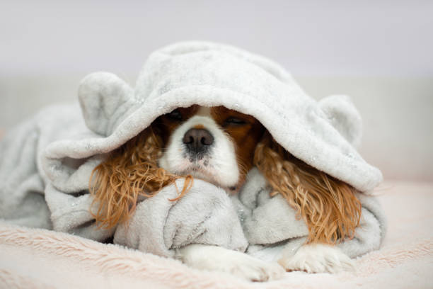 istock Cavalier king charles spaniel Close up portrait funny dog lying on light sheets sunny weekend morning relax. Happy home atmosphere cozy mood. Petfriendly hotel 1285516927