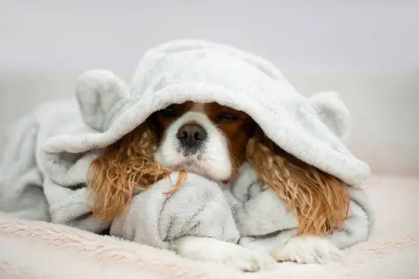 Cavalier king charles spaniel dog, Close up portrait funny dog lying on light sheets sunny weekend morning relax. Happy home atmosphere cozy mood. Petfriendly hotel