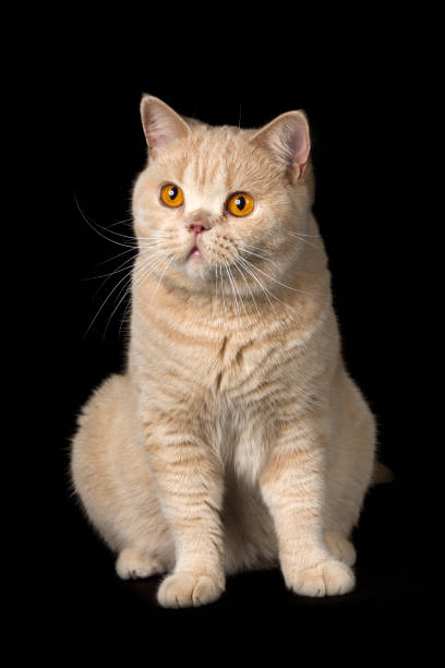 British Cat stock photo