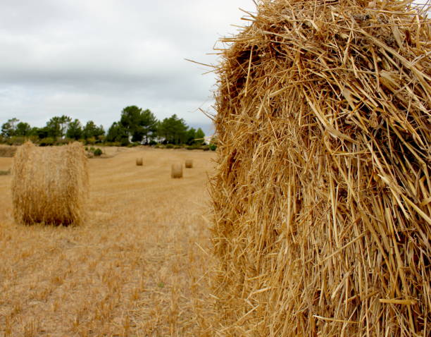 istock Bales of hay in a field 1285518101