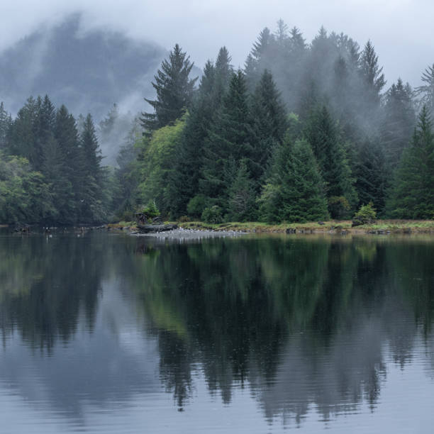 Port Renfrew Foggy Landscape Foggy conditions by the river in Port Renfrew on the west coast of Vancouver Island. vancouver island photos stock pictures, royalty-free photos & images